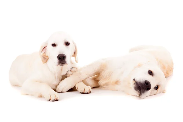 Gouden retrievers — Stockfoto