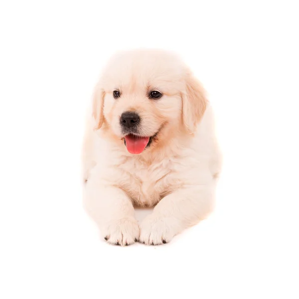 Gouden retriever — Stockfoto