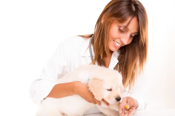 Veterinär — Stockfoto