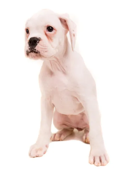 Boxer — Stockfoto