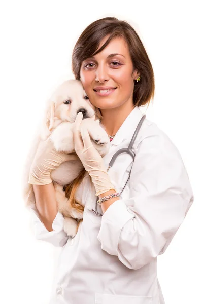 Veterinario — Foto de Stock