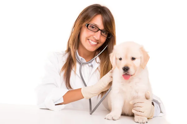 Veterinario — Foto de Stock