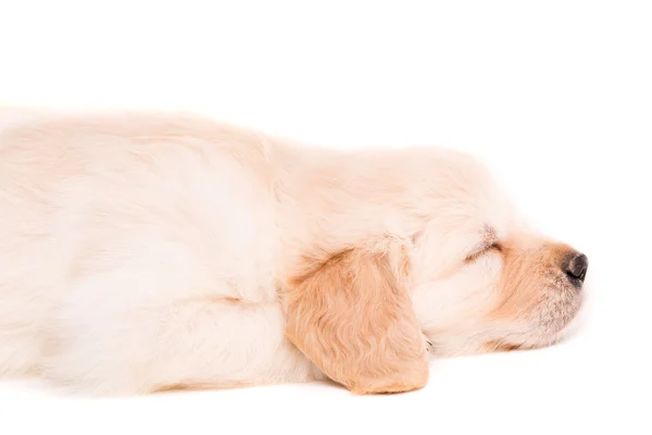 Golden retriever — Stockfoto