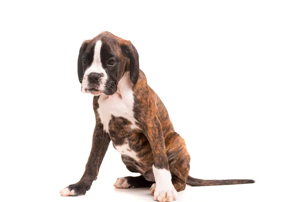 Boxer — Stockfoto