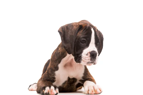 Boxer — Stock Photo, Image