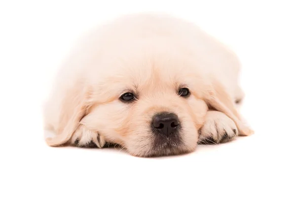 Gouden retriever — Stockfoto