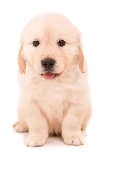 Gouden retriever — Stockfoto