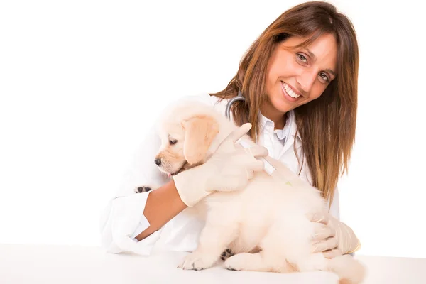 Veterinarian — Stock Photo, Image