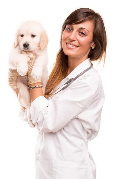 Veterinarian — Stock Photo, Image