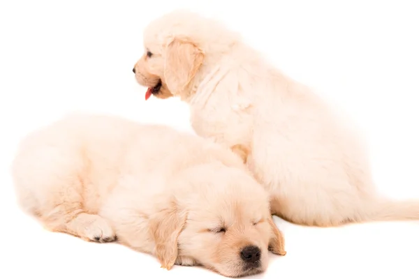 Gouden retrievers — Stockfoto