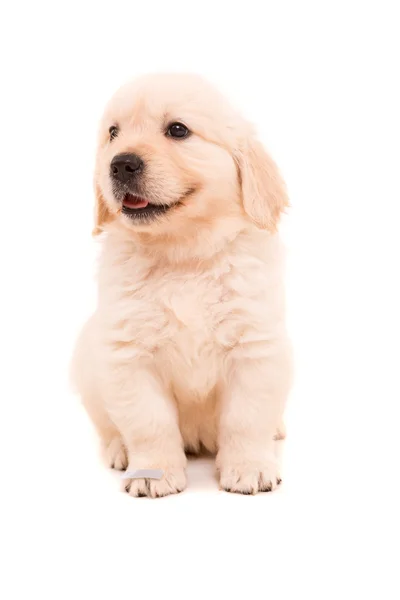 Golden retriever — Stockfoto