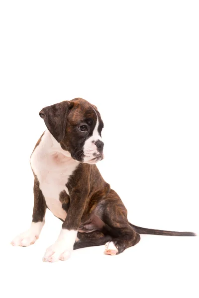 Boxer. — Fotografia de Stock