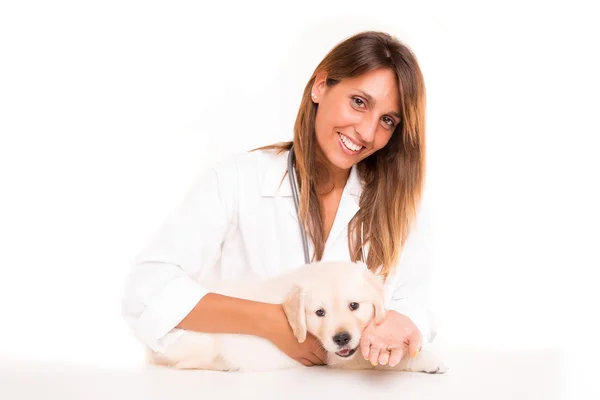 Veterinária — Fotografia de Stock