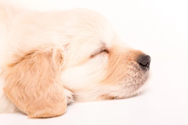 Gouden retriever — Stockfoto