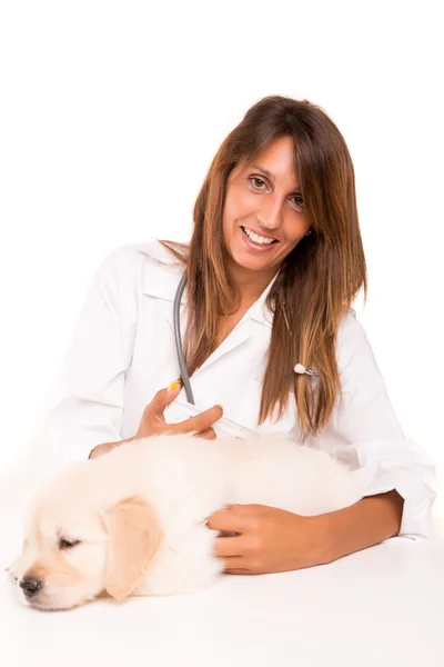 Veterinario — Foto de Stock