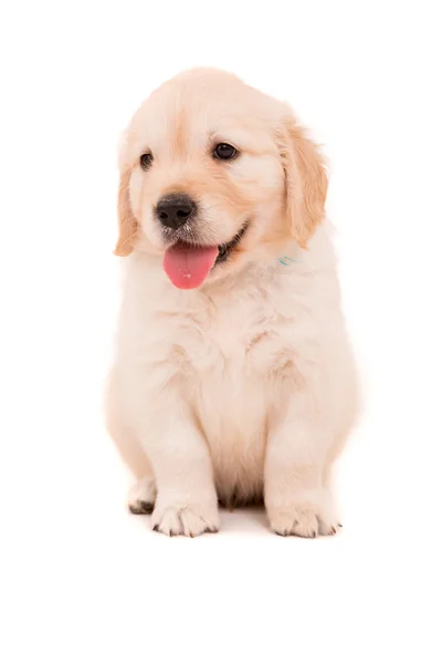 Gouden retriever — Stockfoto