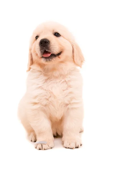 Golden retriever — Stockfoto