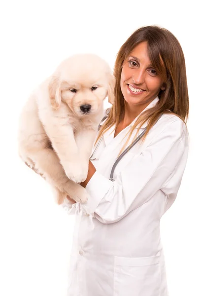 Veterinario — Foto de Stock