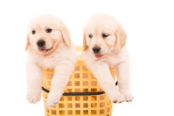 Gouden retrievers — Stockfoto