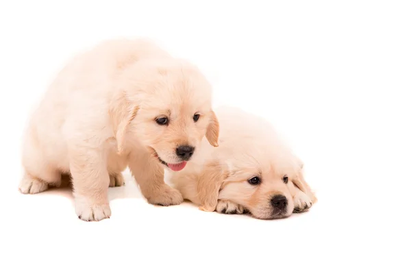 Golden retrievers — Stockfoto