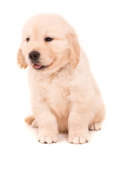 Golden retriever — Stockfoto