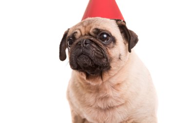 Pug yavrusu