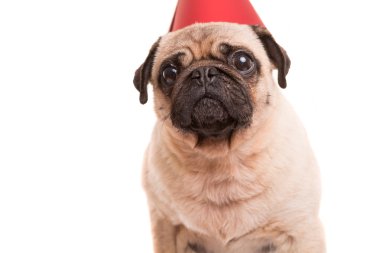 Pug yavrusu