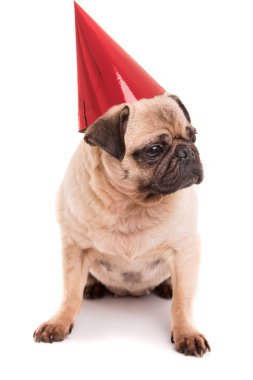 Pug yavrusu