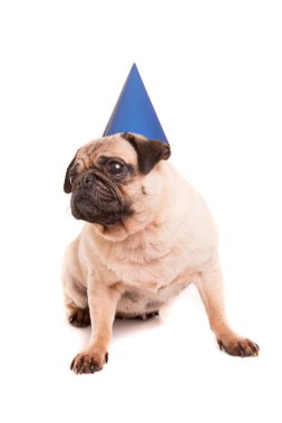 Pug yavrusu