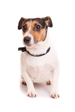 Jack Russell Teriyeri