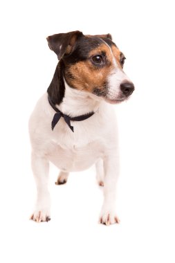 Jack Russell Teriyeri