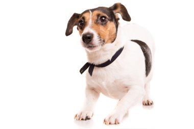 Jack Russell Teriyeri