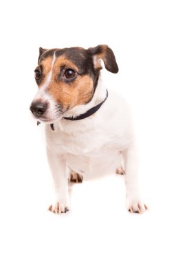 Jack Russell Teriyeri