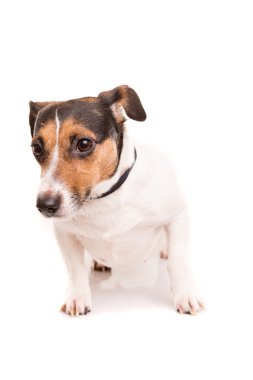 Jack Russell Teriyeri