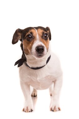 Jack Russell Teriyeri