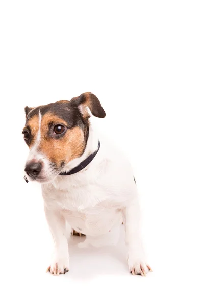 Jack russell Terriër — Stockfoto