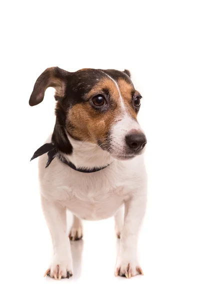 Jack russell Terriër — Stockfoto