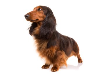 Teckel (dachshund) 