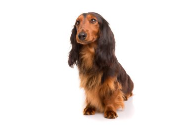 Teckel (dachshund) 