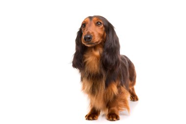 Teckel (dachshund) 