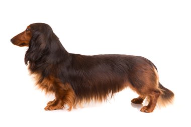 Teckel (dachshund) 