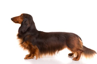 Teckel (dachshund) 