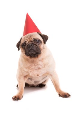Pug yavrusu