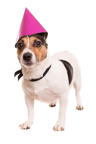 Jack Russell — Stock Photo, Image