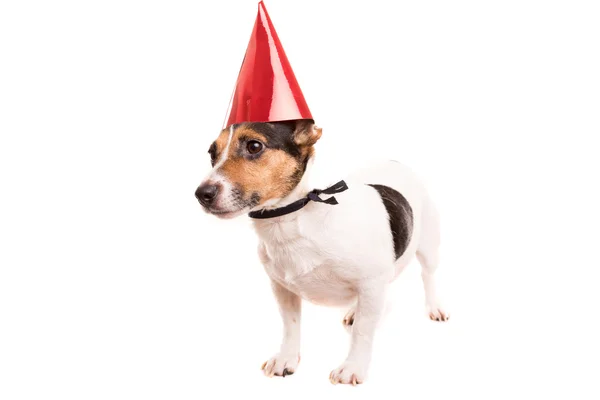 Jack Russell — Stock Photo, Image