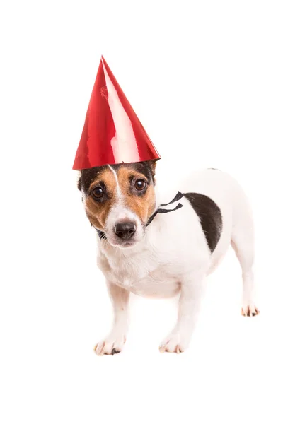 Jack Russell — Stock Photo, Image