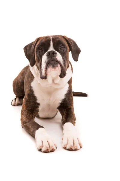 Boxer — Stockfoto