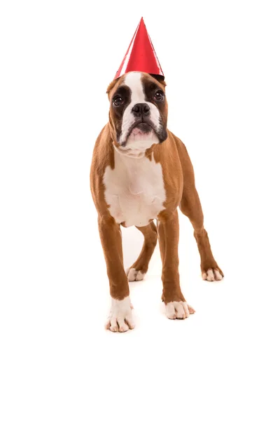 Boxer — Stock Photo, Image