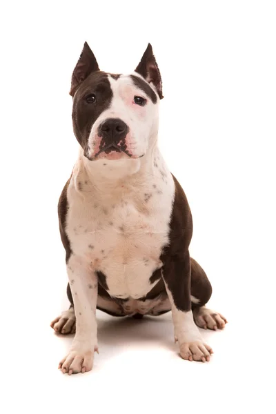 Amerikanischer Staffordshire Terrier — Stockfoto