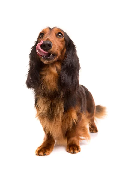 Teckel (dachshund) — Stock Photo, Image